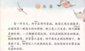 26.灰雀