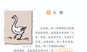 15.白鹅