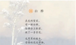 11.白桦